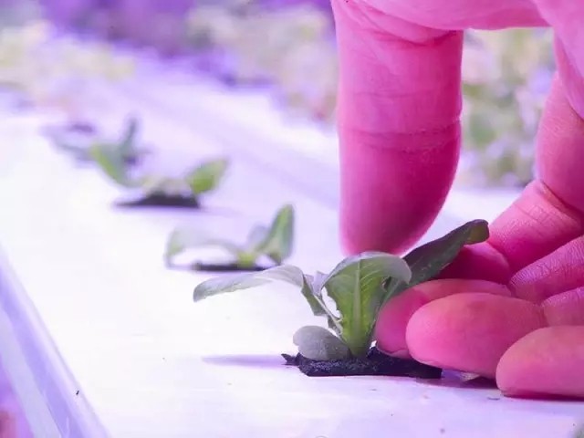 3、LED燈配合水耕技術在北極圈種菜