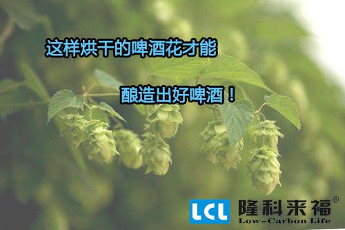 空氣能熱泵烘干的啤酒花才能釀造出好啤酒！
