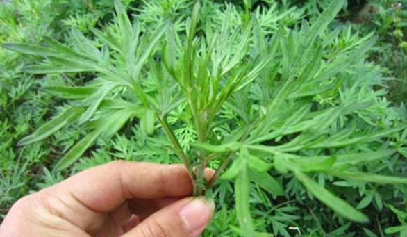 端午節還在掛艾草？不如試試空氣凈化器